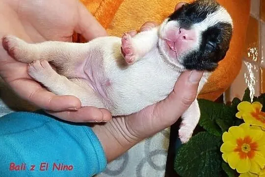 Buldog francuski - suczki - piękne umaszczenie
