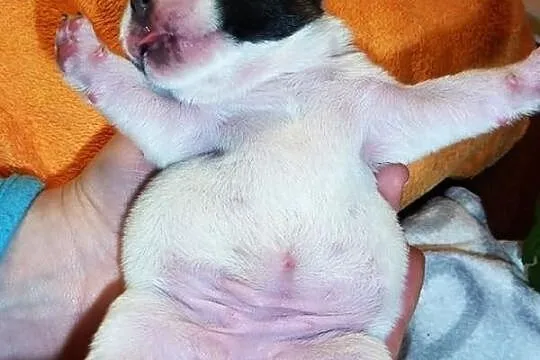 Buldog francuski - suczki - piękne umaszczenie