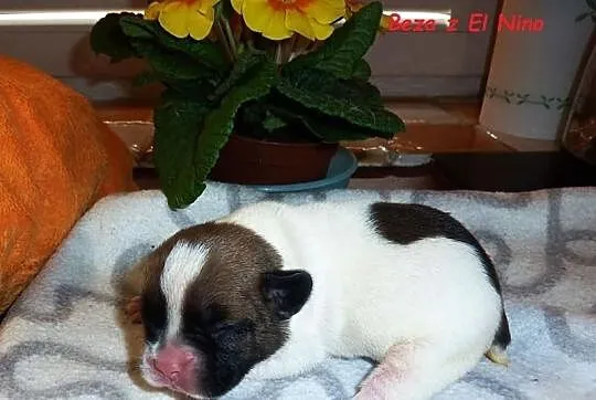Buldog francuski - suczki - piękne umaszczenie