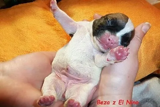 Buldog francuski - suczki - piękne umaszczenie