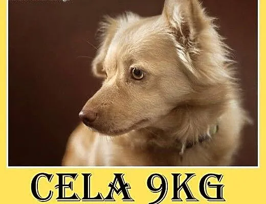 9kg,mała,domowa suczka z kanapy do betonowego boks