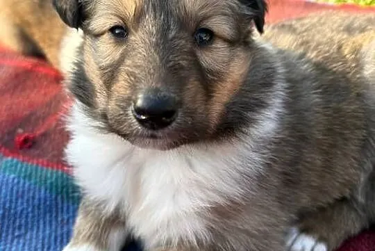 owczarek szkocki collie