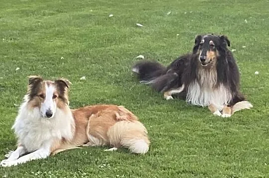 owczarek szkocki collie, Opolskie, Opole