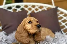Piękny złoty piesek Cocker Spaniel Angielski rodowód chip wyprawka