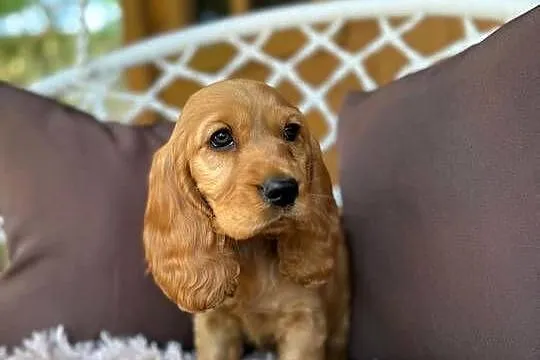 Piękny złoty piesek Cocker Spaniel Angielski rodowód chip wyprawka, Śląskie, Katowice