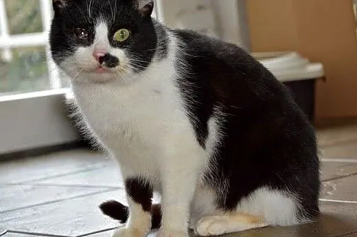 Billy - łagodny i spokojny kocurek (Fundacja Agapeanimali),  wielkopolskie Poznań