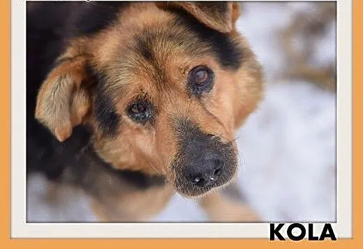 KOLA,starszy,spokojny,łagodny piesek średni.ADOPCJ