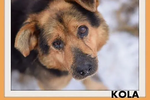 KOLA,starszy,spokojny,łagodny piesek średni.ADOPCJ
