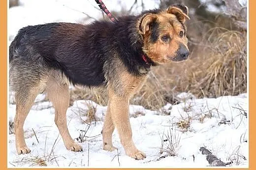 KOLA,starszy,spokojny,łagodny piesek średni.ADOPCJ