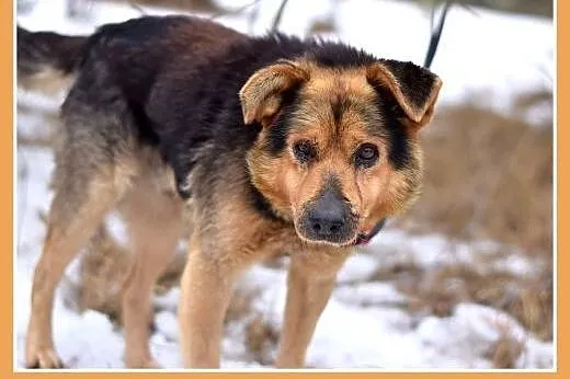 KOLA,starszy,spokojny,łagodny piesek średni.ADOPCJ