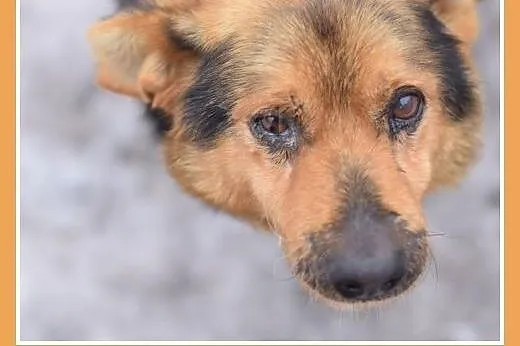 KOLA,starszy,spokojny,łagodny piesek średni.ADOPCJ