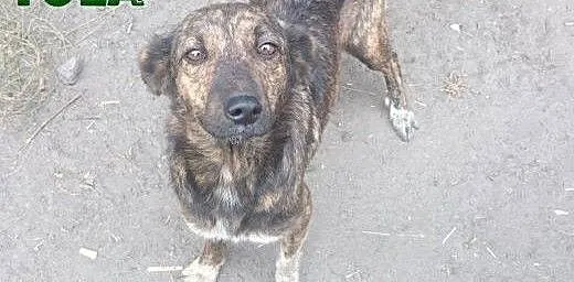 Wystraszona Tola szuka bezpiecznego domku, pomors
