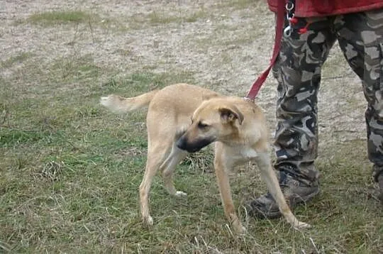 KURT-duży 18kg,biszkoptowy,roczny psiak,wesoły i z