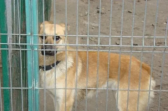 KURT-duży 18kg,biszkoptowy,roczny psiak,wesoły i z