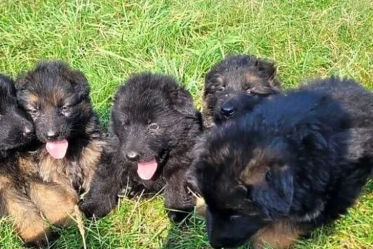 Owczarek niemiecki owczarki niemieckie szczeniaki pieski suczki, Łódzkie, Pajęczno