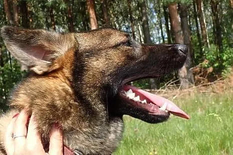 Spike- 10 miesięczny  pies szuka domu,  dolnośląsk