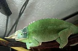 Kameleon Jacsoni samiec