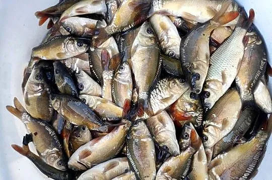 Narybek karp ok.10cm