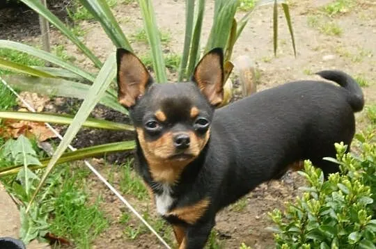 Chihuahua krótkowłose z rodowodem FCI