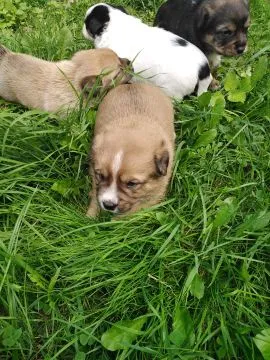 Oddam Psa/Psy do adopcji,Wiek około 3 tygodnie,Śliczne pieski które same jedzą, , Troszyn/Koło Wolina
