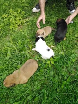 Oddam Psa/Psy do adopcji,Wiek około 3 tygodnie,Śliczne pieski które same jedzą, , Troszyn/Koło Wolina