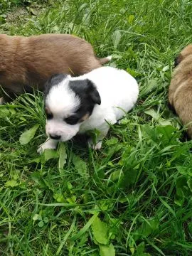Oddam Psa/Psy do adopcji,Wiek około 3 tygodnie,Śliczne pieski które same jedzą, , Troszyn/Koło Wolina