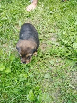 Oddam Psa/Psy do adopcji,Wiek około 3 tygodnie,Śliczne pieski które same jedzą, , Troszyn/Koło Wolina