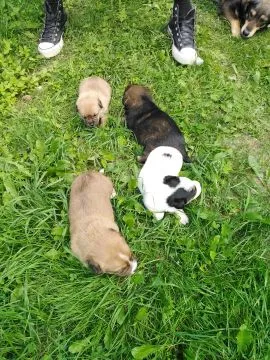 Oddam Psa/Psy do adopcji,Wiek około 3 tygodnie,Śliczne pieski które same jedzą