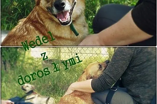 Wedelek - słodki kundelek, który czeka na dom,  ma