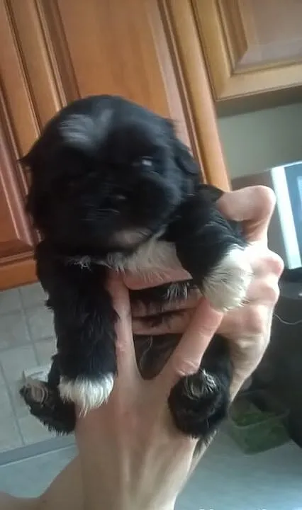 Szczenięta SHIH-TZU