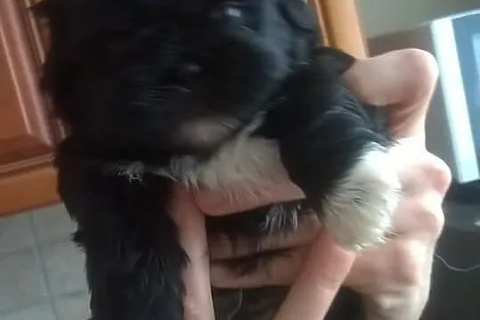 Szczenięta SHIH-TZU