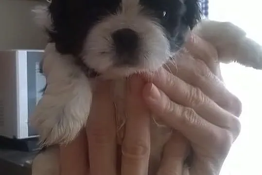 Szczenięta SHIH-TZU