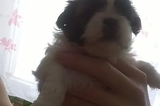 Szczenięta SHIH-TZU
