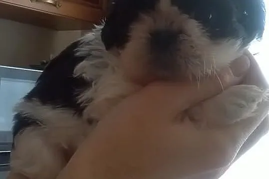 Szczenięta SHIH-TZU