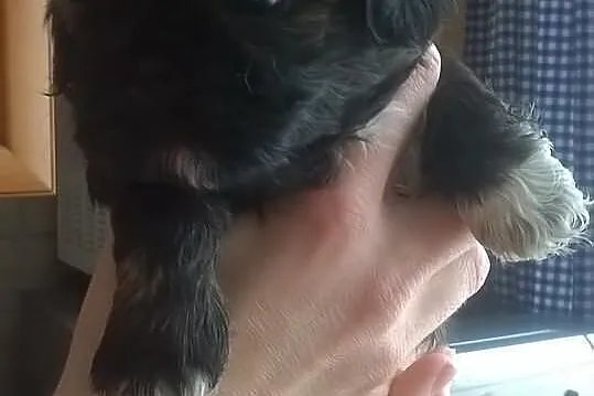 Szczenięta SHIH-TZU