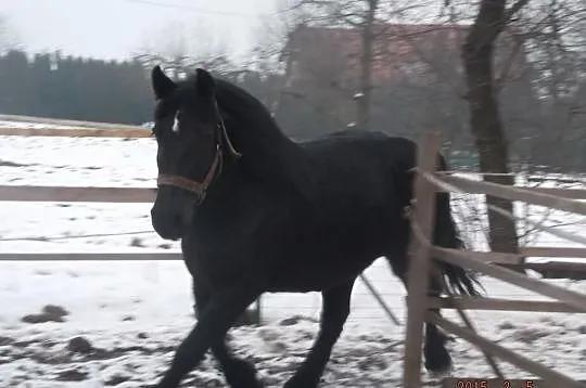 Klacz zimnokrwista