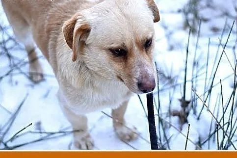 BARTUŚ-mały,10kg,łagodny,tulaśny,wesoły piesek.ADO