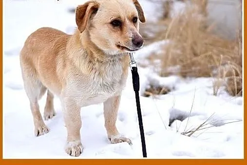 BARTUŚ-mały,10kg,łagodny,tulaśny,wesoły piesek.ADO