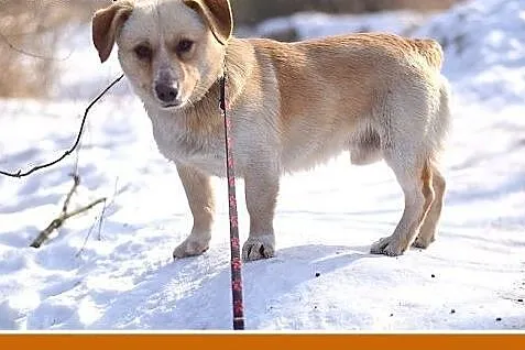 BARTUŚ-mały,10kg,łagodny,tulaśny,wesoły piesek.ADO