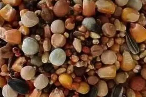 Karma dla Gołębi Mrowca PIERZENIOWA 25 kg !!!, Małopolskie, Limanowa