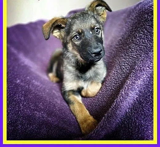 Szczeniak, 4 miesiące, TUPTUŚ.Adopcja.Schronisko, dolnośląskie Wrocław,