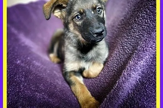 Szczeniak, 4 miesiące, TUPTUŚ.Adopcja.Schronisko,  dolnośląskie Wrocław, 
