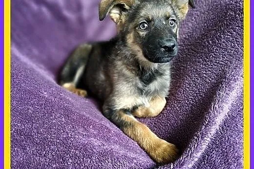 Szczeniak, 4 miesiące, TUPTUŚ.Adopcja.Schronisko,  dolnośląskie Wrocław, 