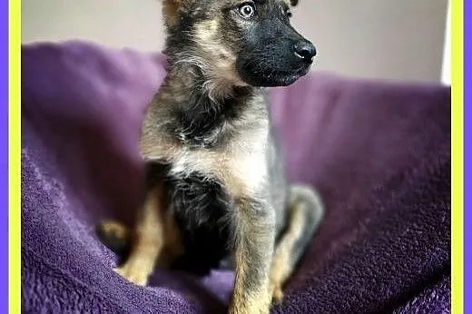 Szczeniak, 4 miesiące, TUPTUŚ.Adopcja.Schronisko,  dolnośląskie Wrocław, 