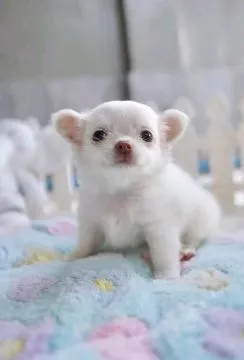 Urocze szczenięta Chihuahua dostępne WhatsApp +16063318962, , Watkowo-Kolonia
