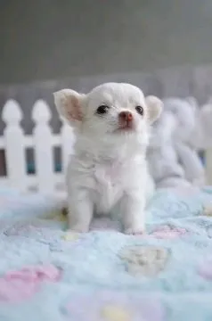 Urocze szczenięta Chihuahua dostępne WhatsApp +16063318962