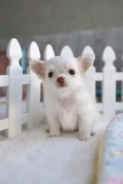 Urocze szczenięta Chihuahua dostępne WhatsApp +16063318962, , Watkowo-Kolonia