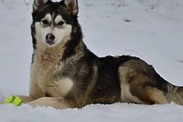 Alaska - sunia husky, która kocha ruch :),  podlas