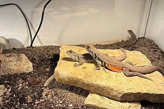 Agama Motylowa