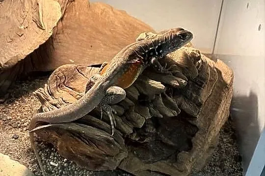 Agama Motylowa, Opolskie, Opole